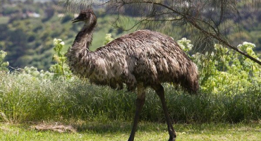 Je možné chovat pštrosy emu v domácnosti?